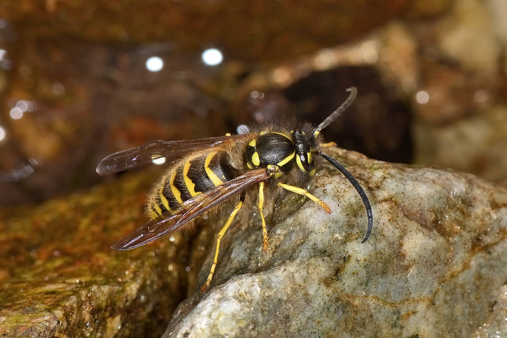 Vespula vulgaris